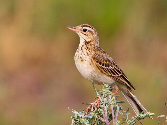 Richard's Pipit