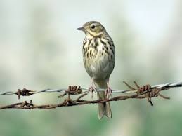 Tree Pipit