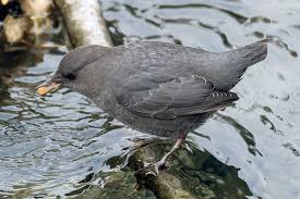 American Dipper (Water Ouzel)