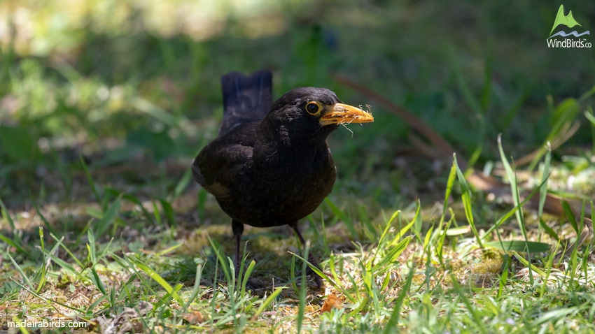 Eurasian Blackbird