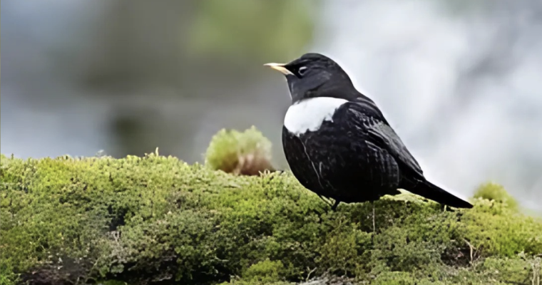 The European Ring Ouzel and American Water Ouzel