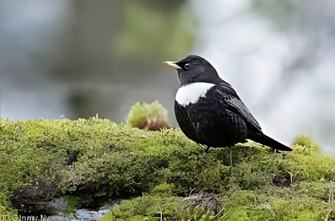 The European Ring Ouzel and American Water Ouzel