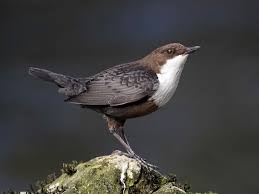 Eurasian White-throated Dipper