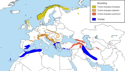 European Ring Ouzel Global Distributiona Bio 