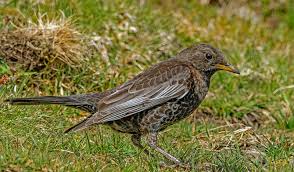 European Ring Ouzel, female