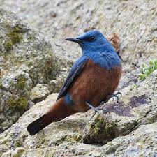 Rare Bird Alert, Blue Rock Thrush, San Francisco