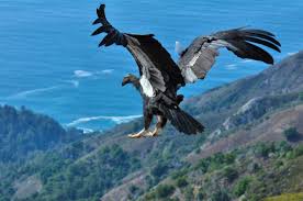 California Condor