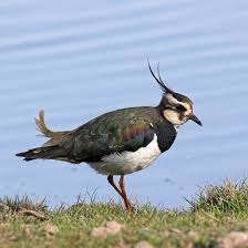 Lapwing