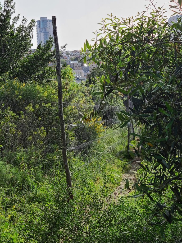 Mist Net, Jerusalem 2023
