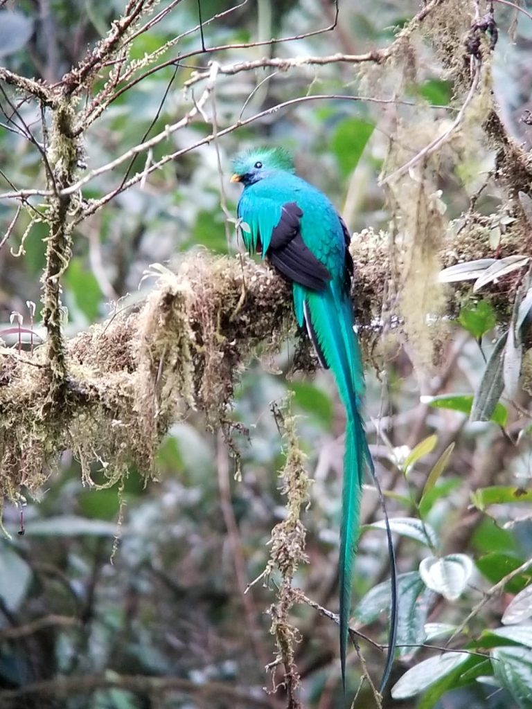 Quetzal in Costa Rica 2020
