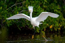 Snowy Egret