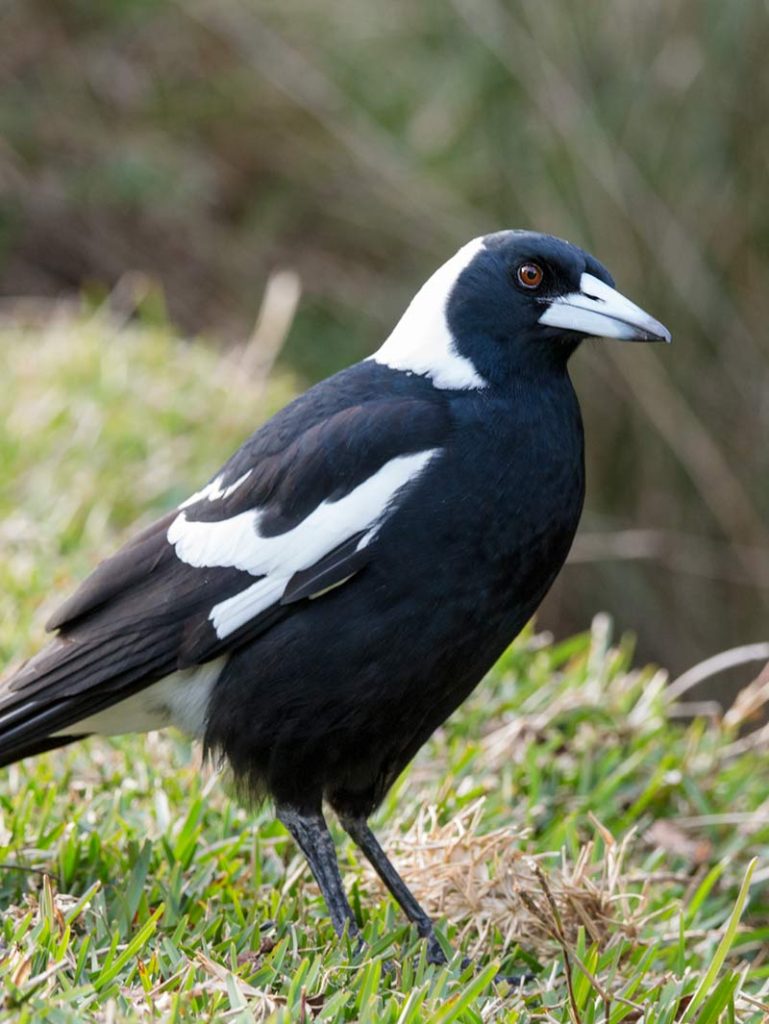 Australian Magpie