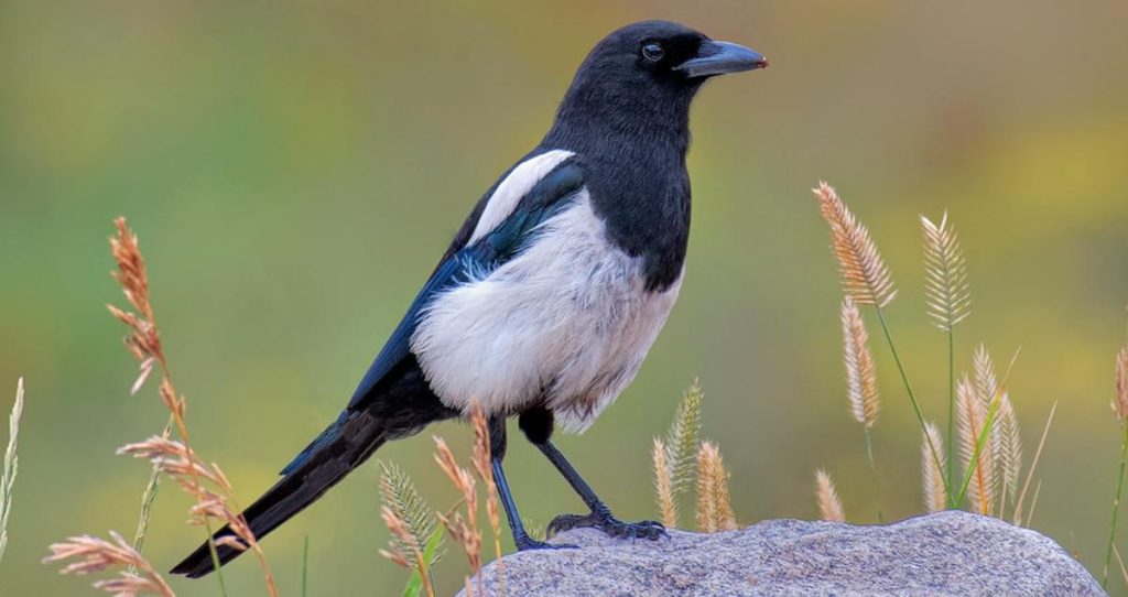 Black-billed Magpie