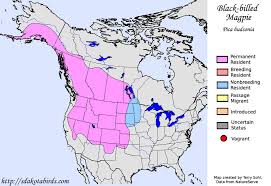 Black-billed Magpie Range Map