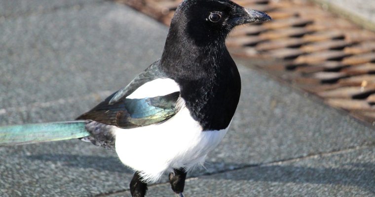 Magpie: The Noisy, Brash Bird and Creator of Superstitions