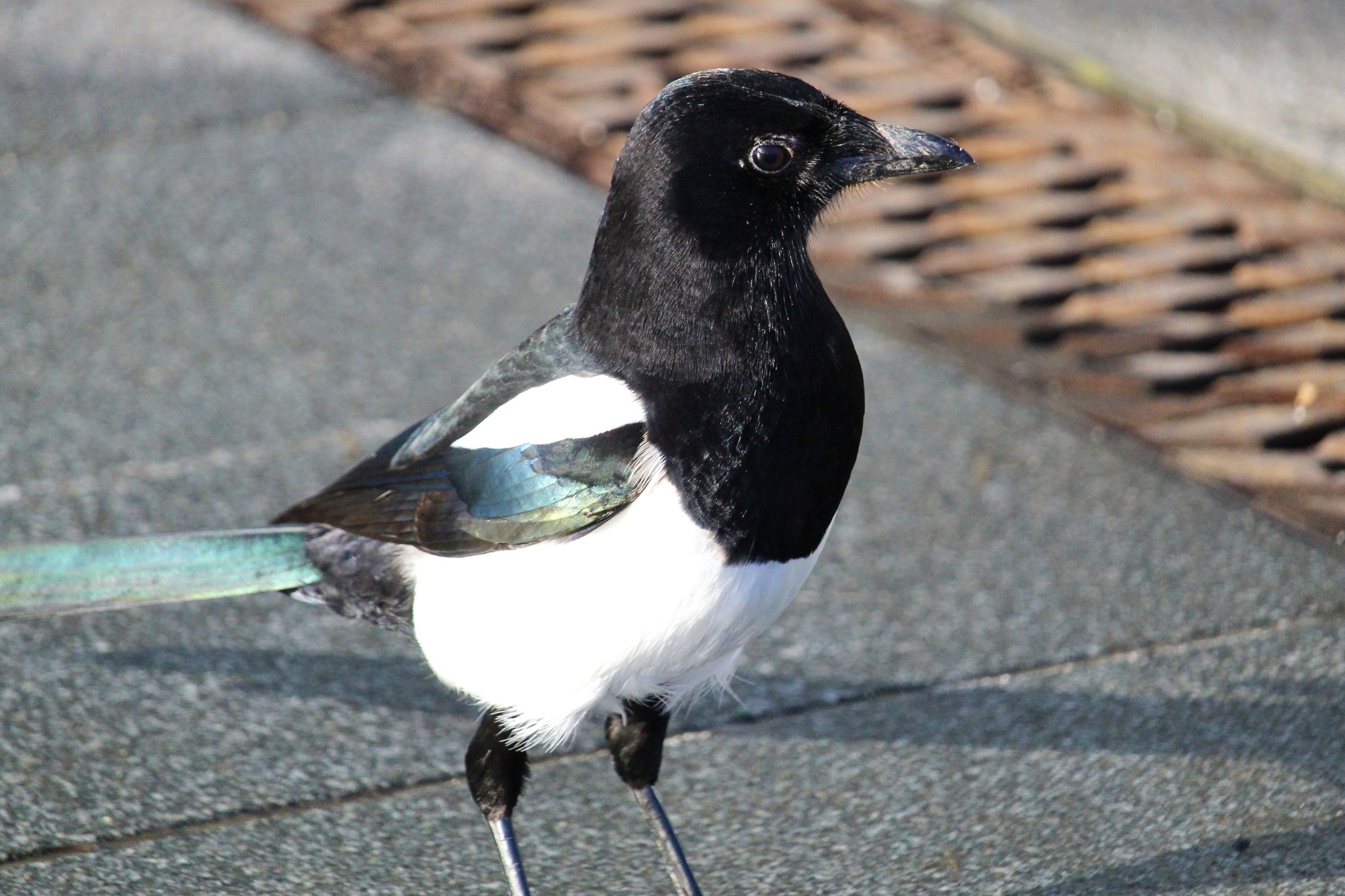 Magpie: The Noisy, Brash Bird and Creator of Superstitions