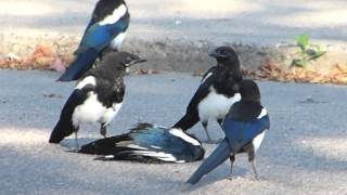 Folklore of Magpies