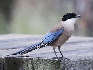 Iberian Magpie