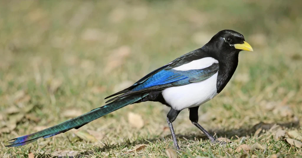 Yellow-billed Magpie