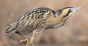 Eurasian or Great Bittern