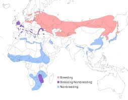 Eurasian/Great Bittern Range