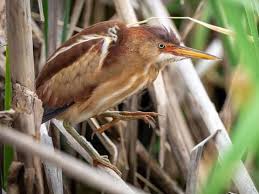 Least Bittern