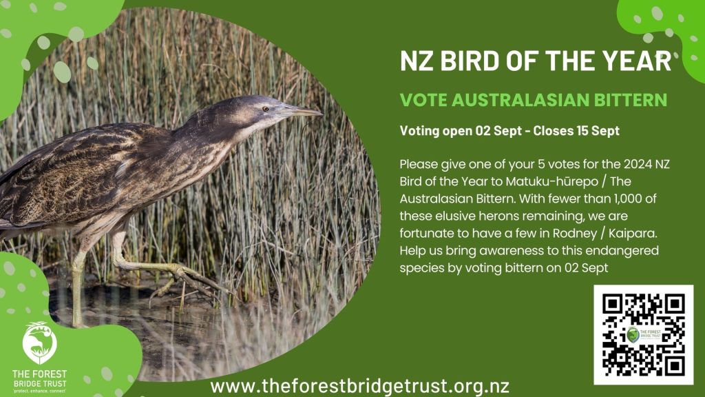 The Australasian Bittern in New Zealand