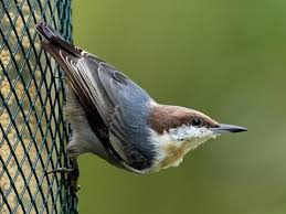 Brown-headed Nuthatch
