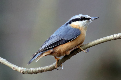 Eurasian Nuthatch