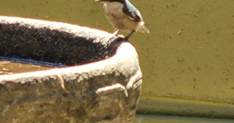 Upside Down Nuthatches