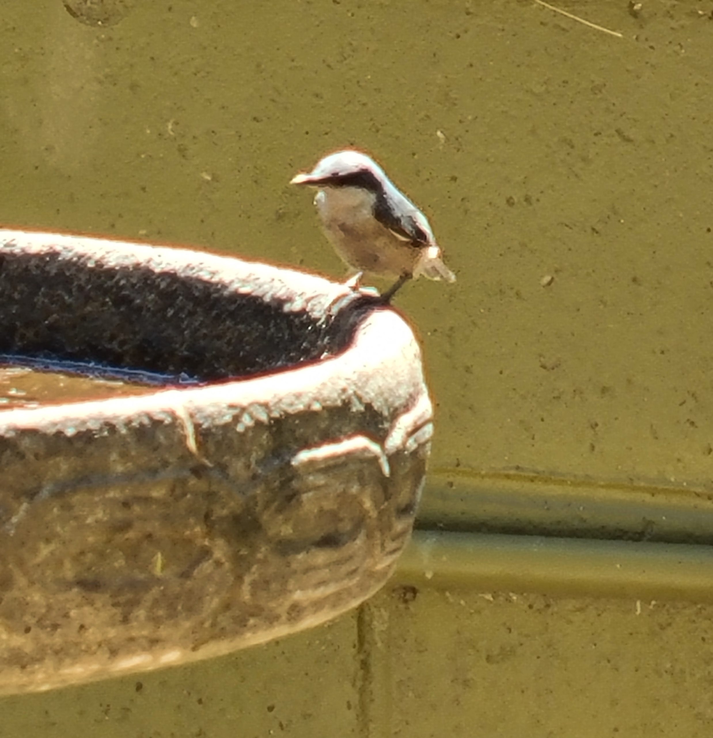 Upside Down Nuthatches