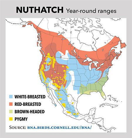 Nuthatch Range Map