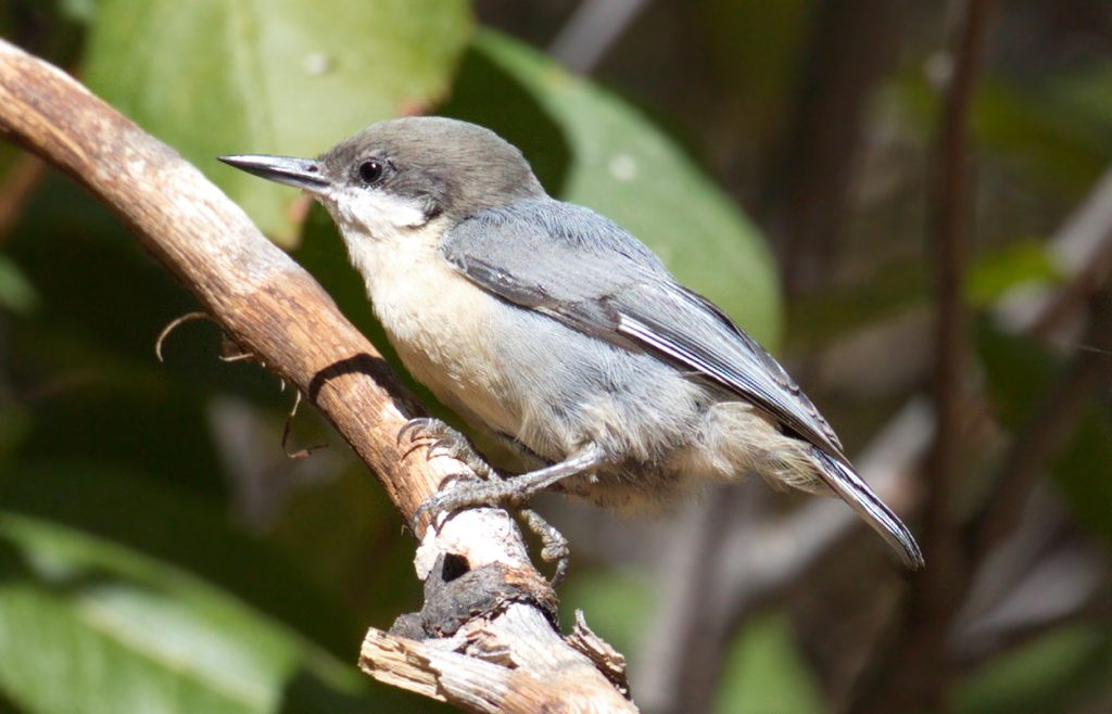 Pygmy Nuthatch