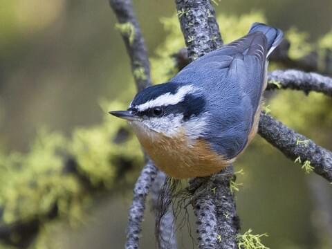 Red-breasted Nuthatch