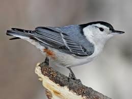 White-breasted Nuthatch