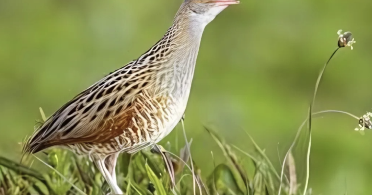 The Disappearing Corn Crake