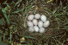 Corn Crake Nest