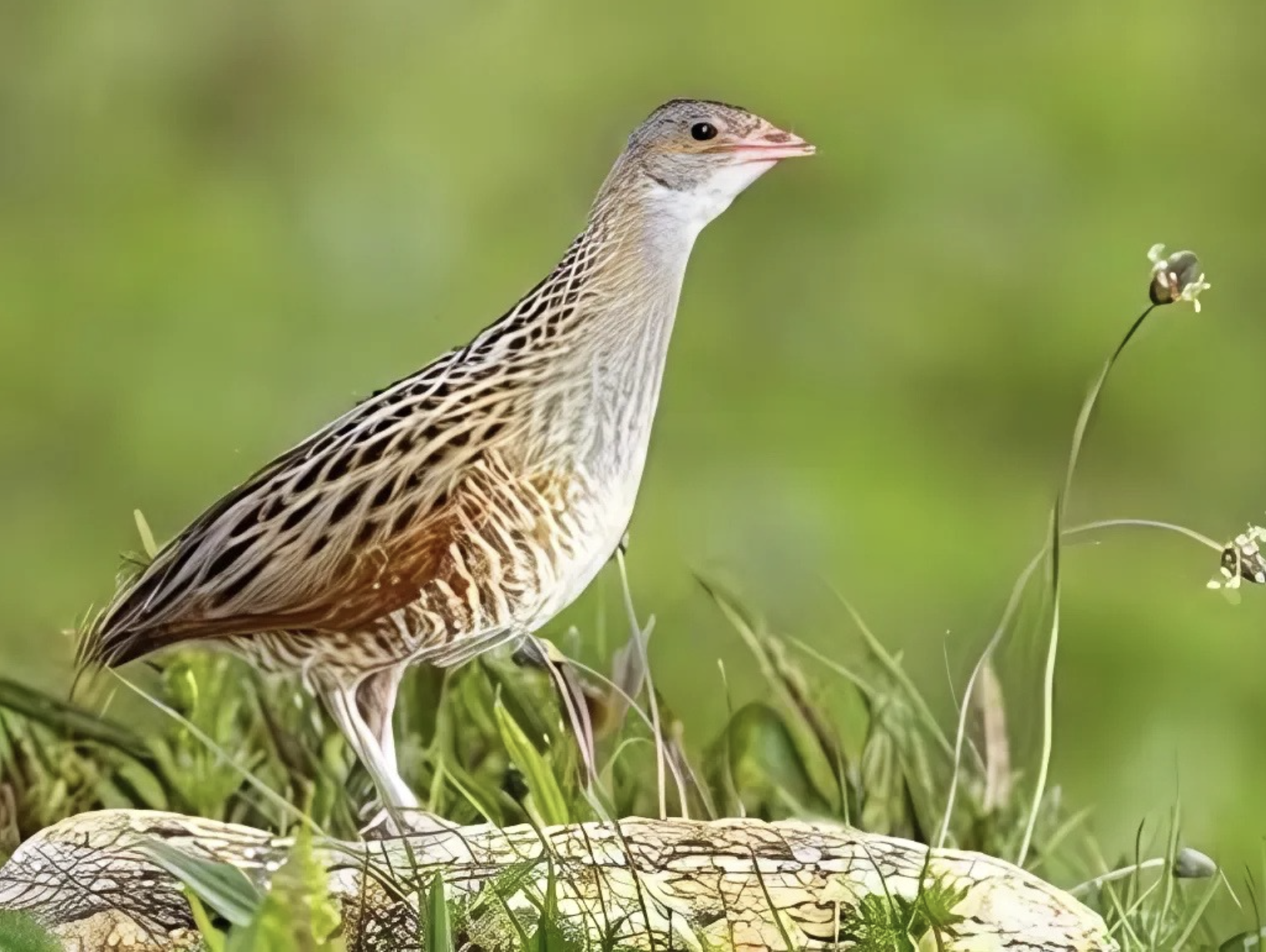 The Disappearing Corn Crake