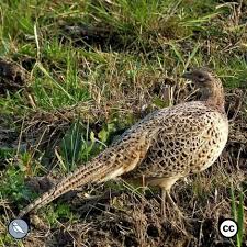 Female Common Pheasant