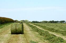 Silage
