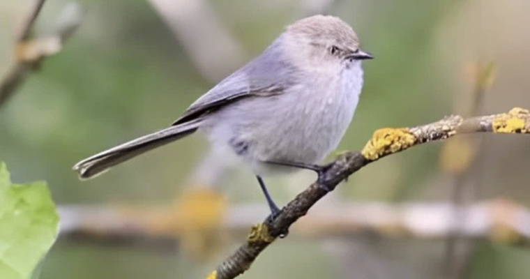 Introducing the North American Bushtit