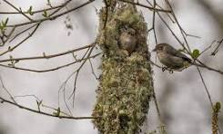 Bushtit Nest