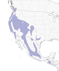 Bushtit Range
