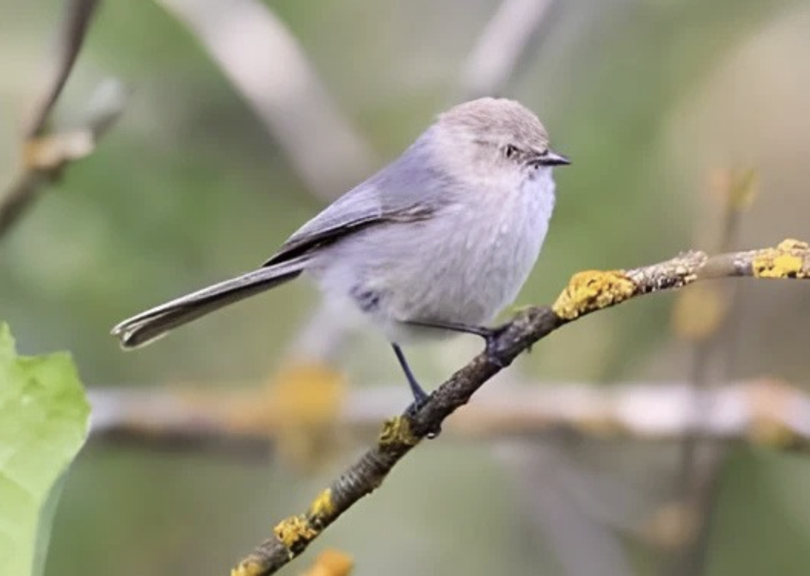 Introducing the North American Bushtit