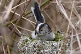 Long-tailed North American Bushtit building its nest
