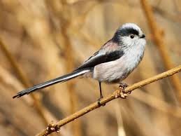 Long-tailed North American Bushtit