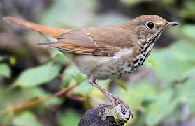 Hermit Thrush