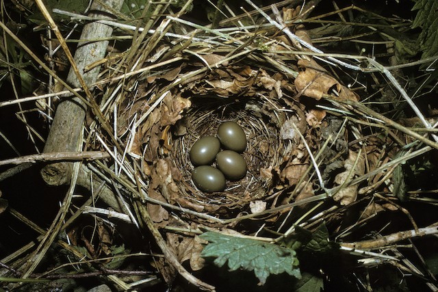 Nightingale Nest