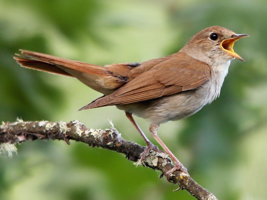 A Nightingale Story
