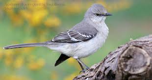 Northern Mockingbird